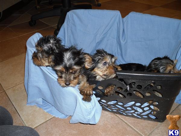 Puppies in Kalamazoo