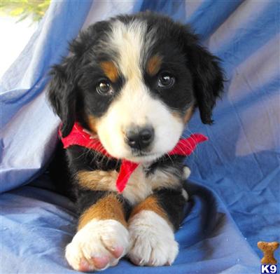 Bernese Mountain Dog Puppies for Sale