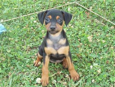 Puppies in MO