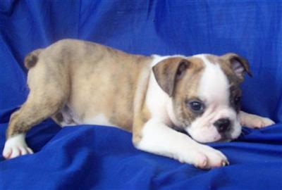 Puppies in MO