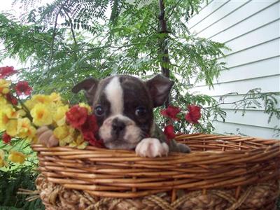 Puppies in MO