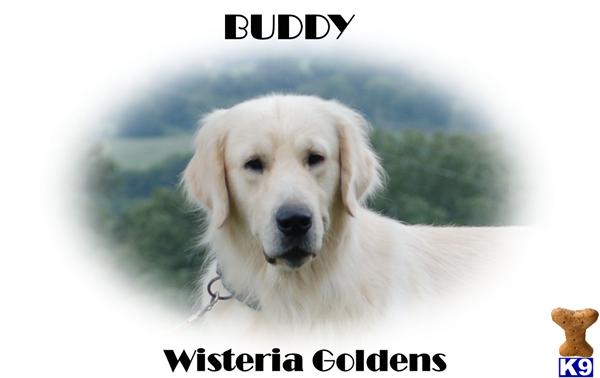 Stud Dogs - Golden Retriever