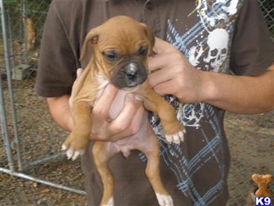 Boxer Puppies for Sale
