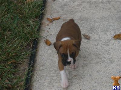 Boxer Puppies for Sale