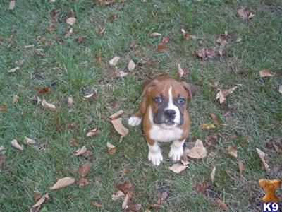 Boxer Puppies for Sale
