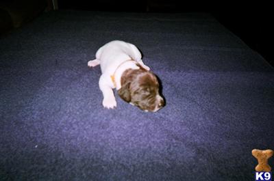 German Shorthaired Pointer Puppies for Sale