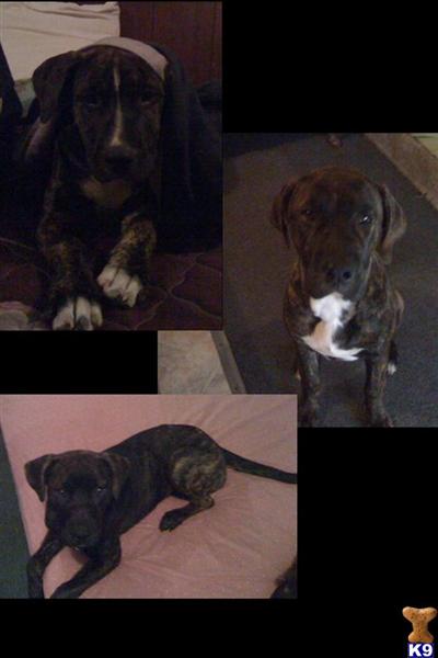 Puppies in Vallejo