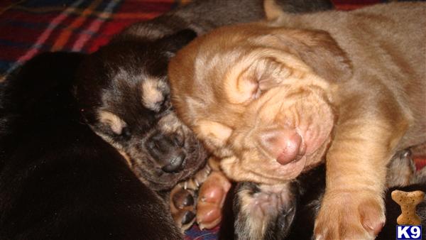 Bloodhound Puppies