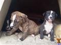 American Bulldog