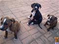 American Bulldog
