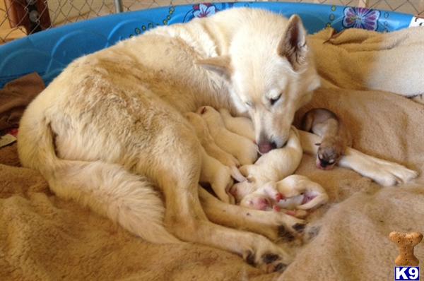 Wolf Dog Puppies in CA