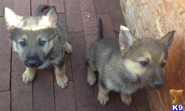 Wolf Dog Puppies in CA