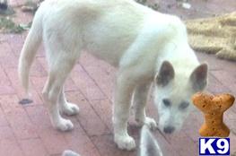 Wolf Dog Puppies in CA