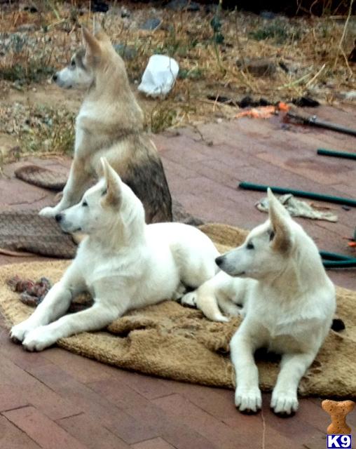 Wolf Dog Puppies in CA