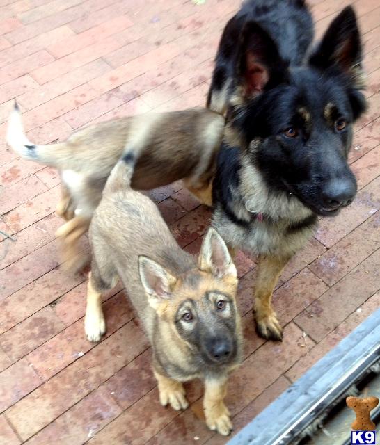 Wolf Dog Puppies in CA