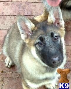 Wolf Dog Puppies in CA