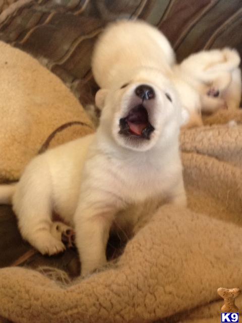 Wolf Dog Puppies in CA