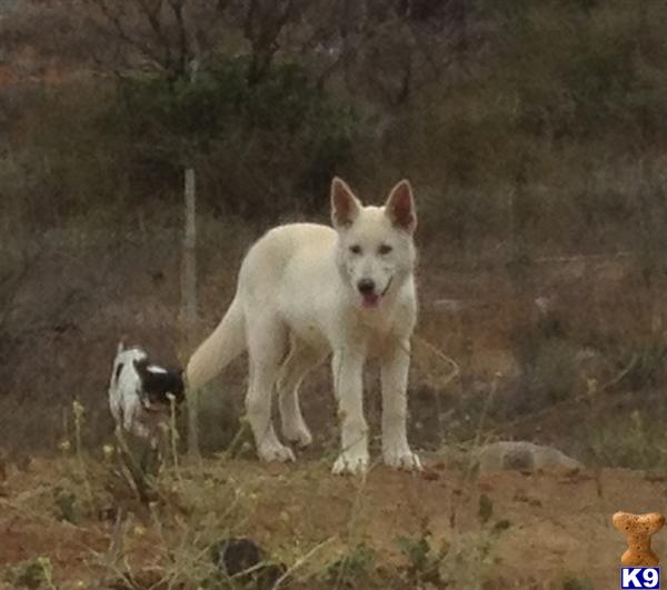 Wolf Dog Puppies in CA