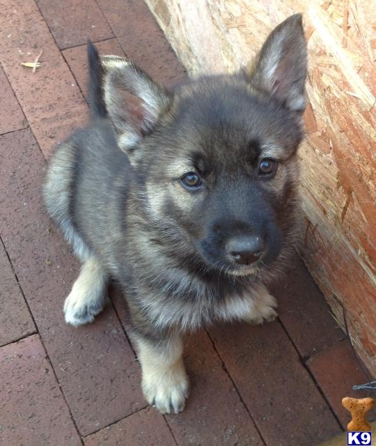 Wolf Dog Puppies in CA