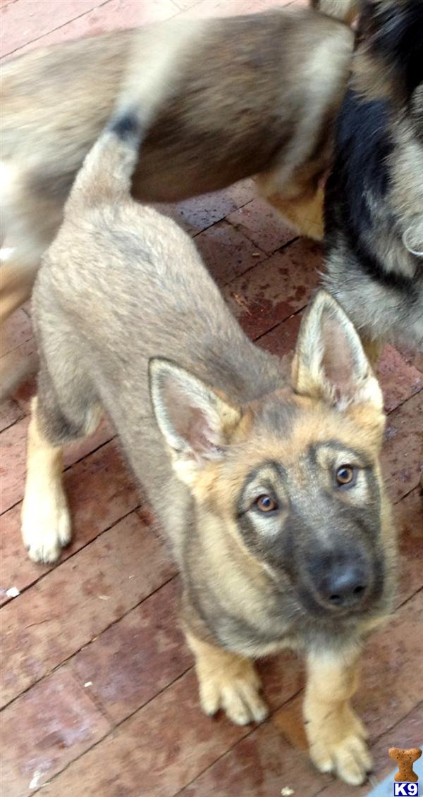 Wolf Dog Puppies in CA