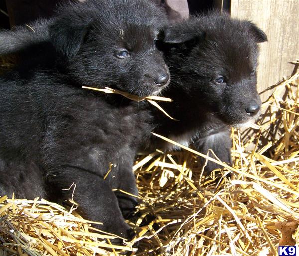 Wolf Dog Puppies