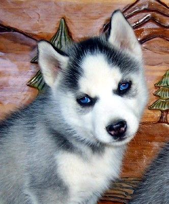 Puppies in SC
