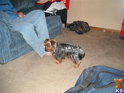 Dogs for Sale in TX