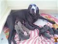 Weimaraner