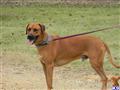 Rhodesian Ridgeback