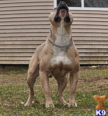 pitbull puppies for sell american pit bull puppy for sale blue pitbull puppies for sell worlds finest pi 6 pitbull puppies for sell american pit bull puppy for sale blue pitbull puppies for sell worlds finest pi 6