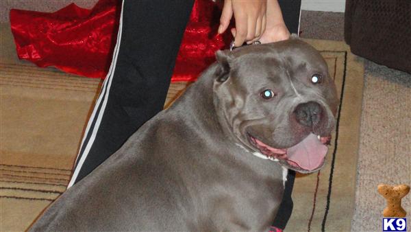 Stud Dogs - American Pit Bull
