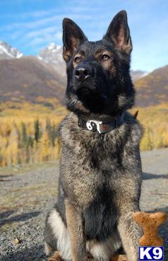 Puppies in AK