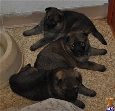 Puppies in Anchorage