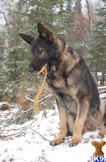 Dogs for Sale in AK