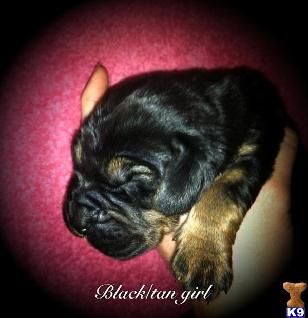 Bloodhound Puppies