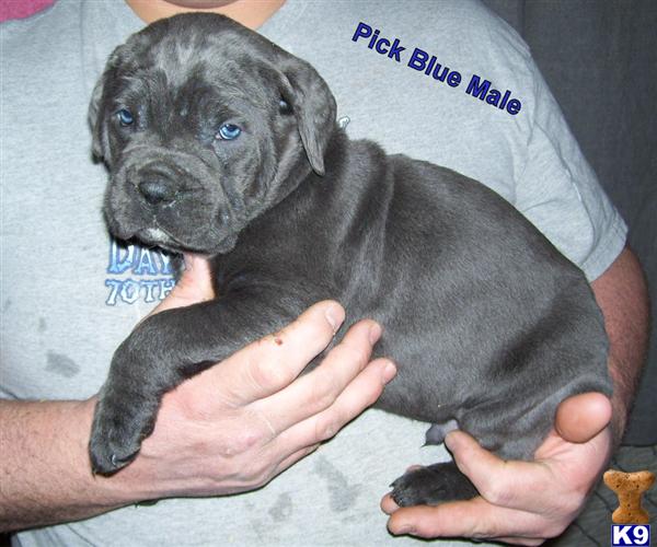 Puppies in Findlay
