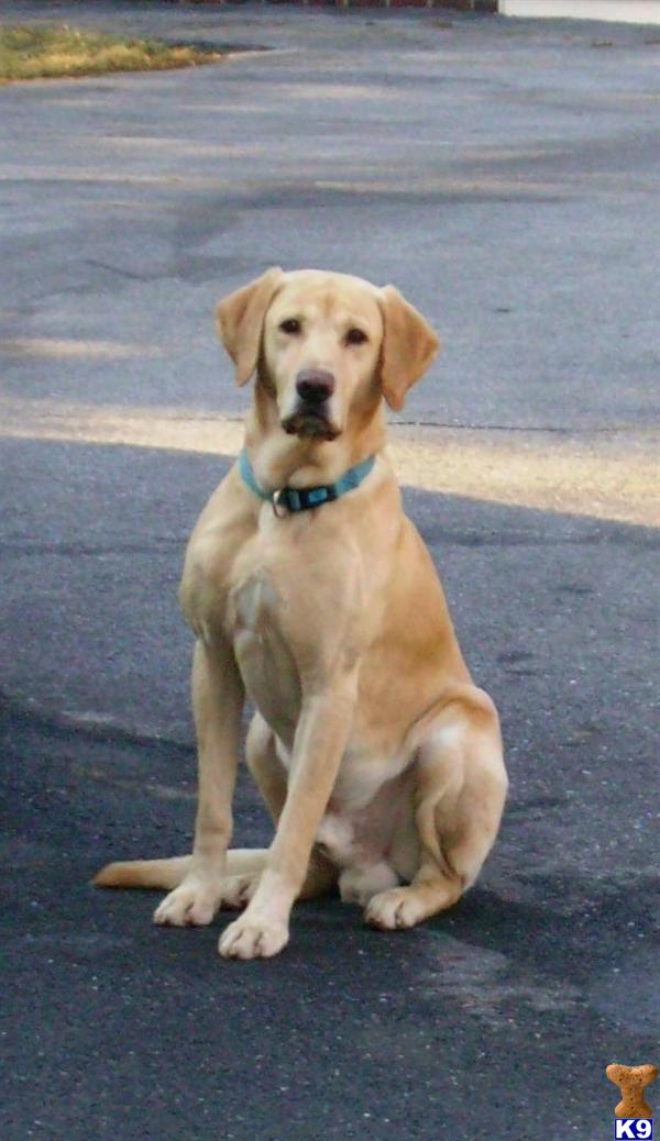Stud Dogs in DE