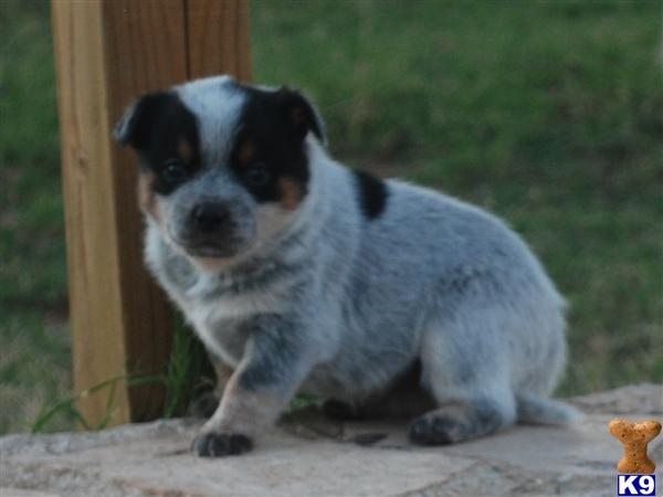 Australian Cattle Dog Puppies