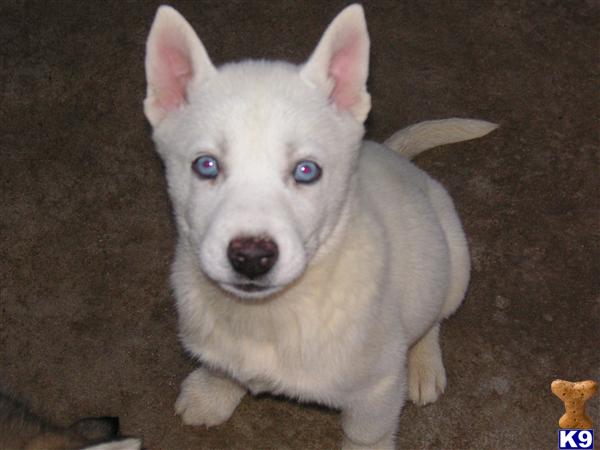 Labrador Puppies For Sale In Colorado. Breeders and on all over