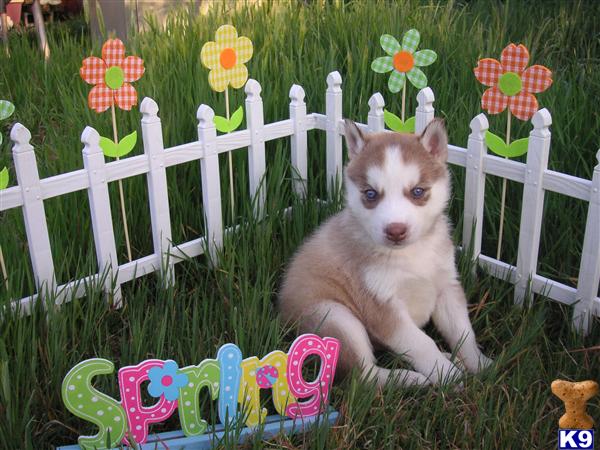 Puppies in Mira loma