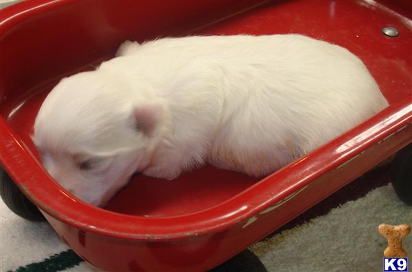 Maltese Puppies in TX