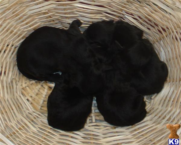 Shih Tzu Puppies in TX