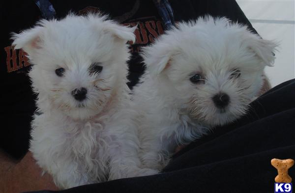 Shih+tzu+maltese+puppies+illinois