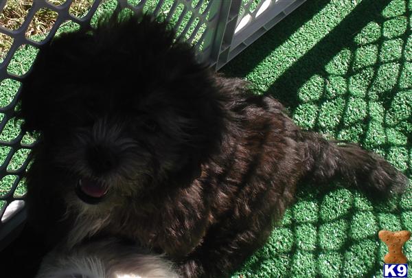 Shih Tzu Puppies in TX