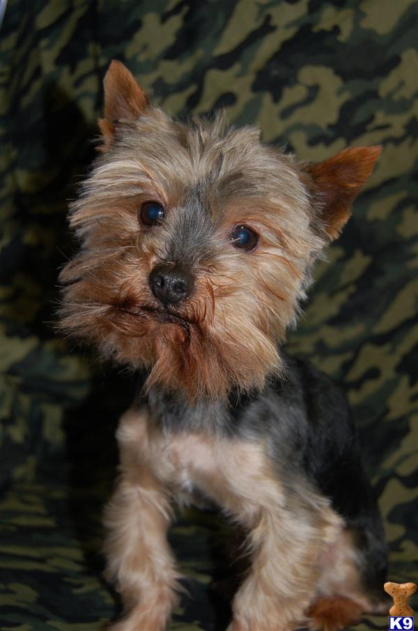 Stud Dogs - Yorkshire Terrier