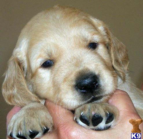 Puppies in Brooksville