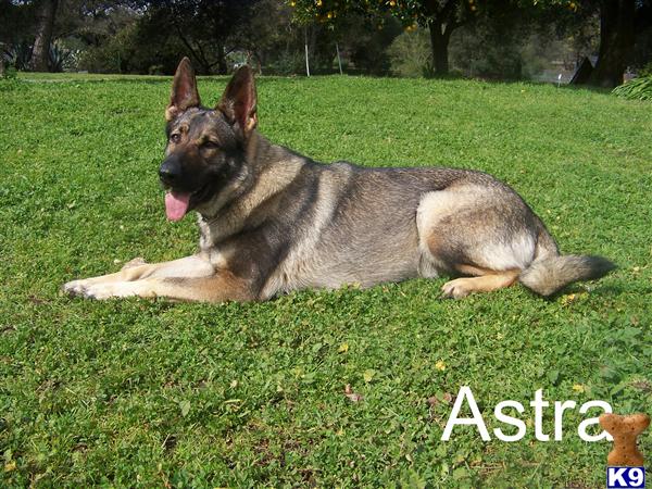 German Shepherd Puppies in TX