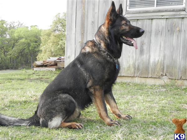 Stud Dog