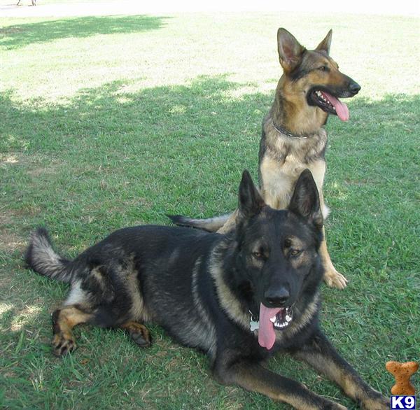 German Shepherd Puppies in TX