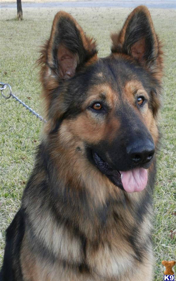 Stud Dogs - German Shepherd
